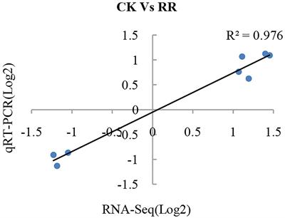 Transcriptome analysis provides insights into the cell wall and aluminum toxicity related to rusty root syndrome of Panax ginseng